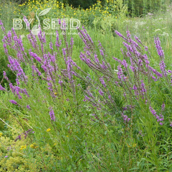 Salicaire commune - Lythrum salicaria (fleur sauvage)