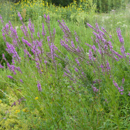 Salicaire commune - Lythrum salicaria (fleur sauvage)