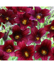 Sanvitalia Million Suns