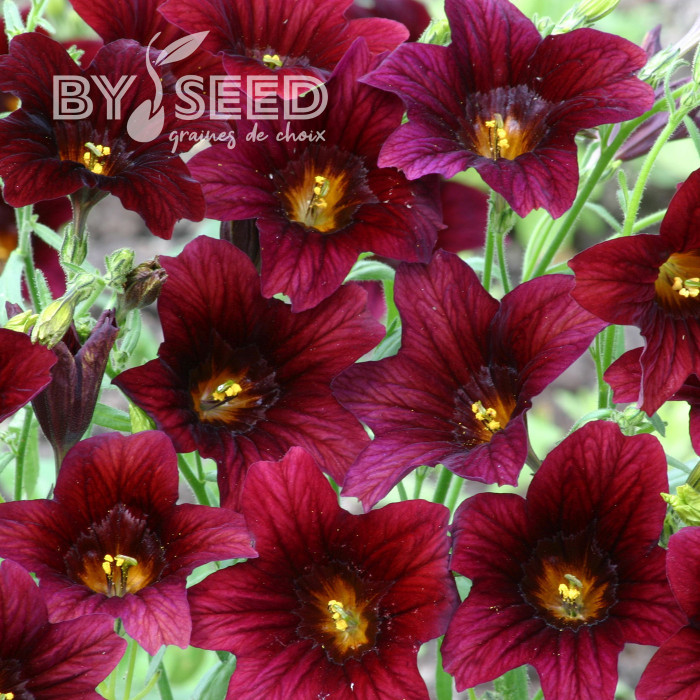 Salpiglossis sinuata Black Trumpets