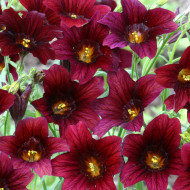 Salpiglossis sinuata Black Trumpets
