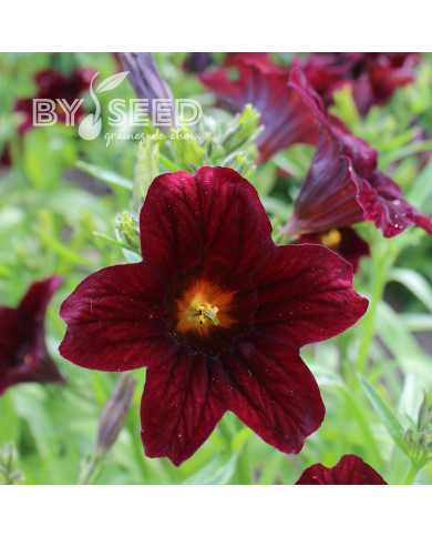 Salpiglossis sinuata Black Trumpets