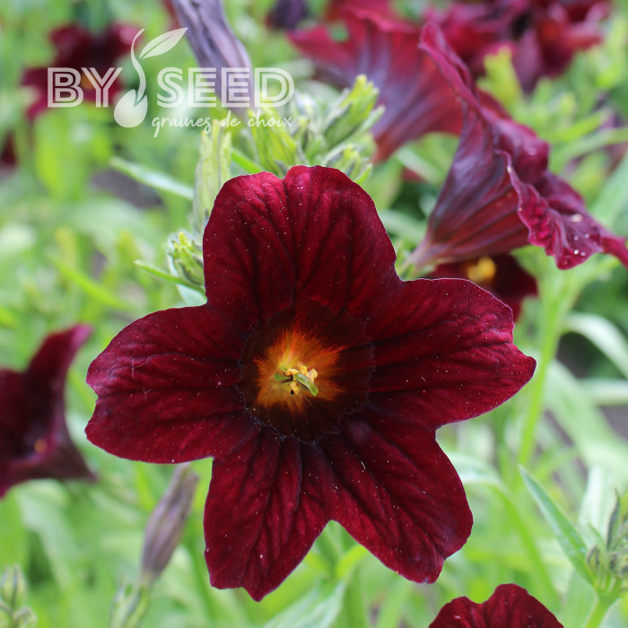 Salpiglossis sinuata Black Trumpets