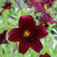 Salpiglossis sinuata Black Trumpets