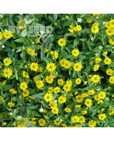 Sanvitalia Million Suns