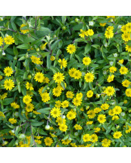 Salpiglossis sinuata Black Trumpets