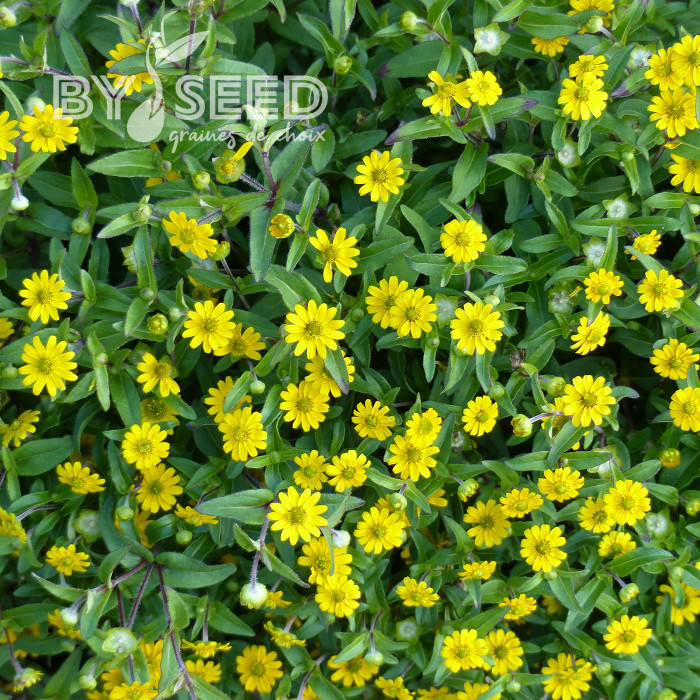 Sanvitalia Million Suns