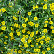 Sanvitalia Million Suns