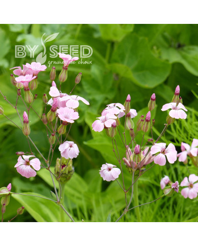 Saponaire à Bouquets Pink Beauty - Vaccaria hispanica
