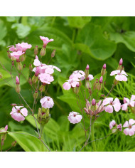 Sanvitalia Million Suns