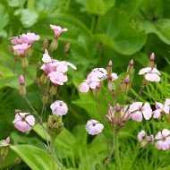 Saponaire à Bouquets Pink Beauty - Vaccaria hispanica