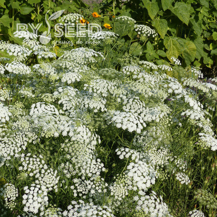 Ammi majus Queen of Africa