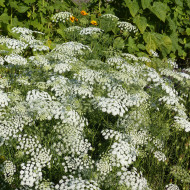 Ammi majus Queen of Africa