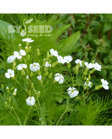 Saponaire à Bouquets White Beauty - Vaccaria hispanica