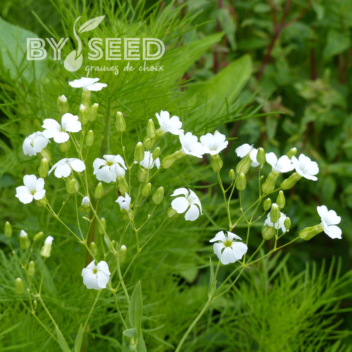 Saponaire à Bouquets White Beauty - Vaccaria hispanica