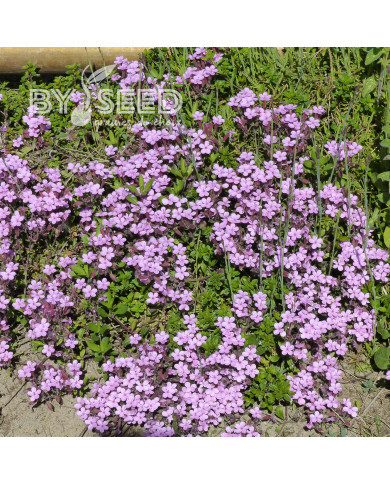 Saponaire de Montpellier - Saponaria ocymoides