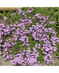 Saponaire officinale Graciella Pink