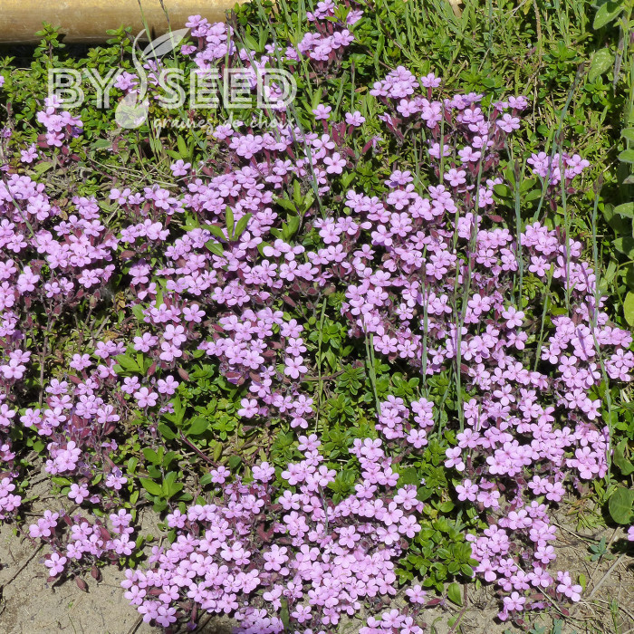 Saponaire de Montpellier - Saponaria ocymoides