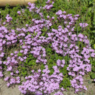 Saponaire de Montpellier - Saponaria ocymoides