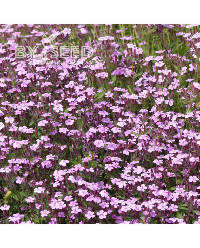 Saponaire de Montpellier - Saponaria ocymoides