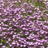 Saponaire de Montpellier - Saponaria ocymoides