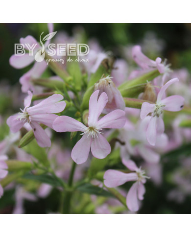 Saponaire officinale Graciella Pink