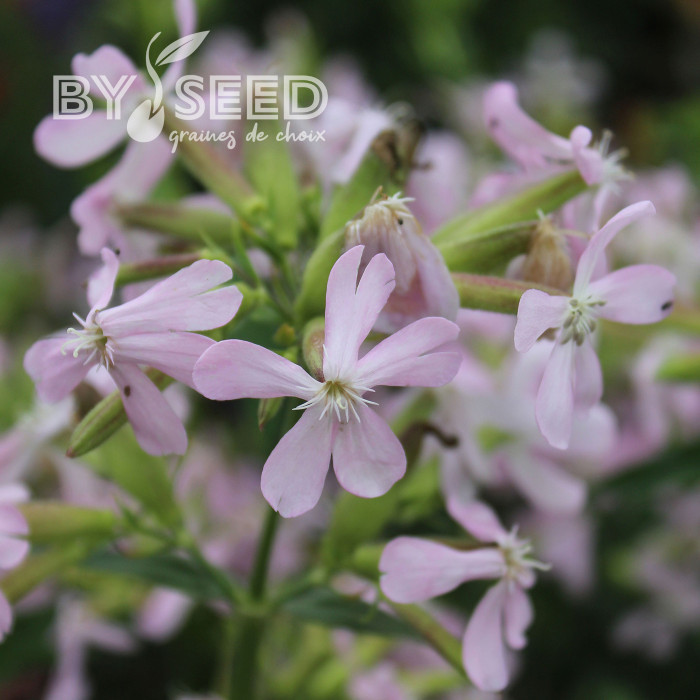 Saponaire officinale Graciella Pink