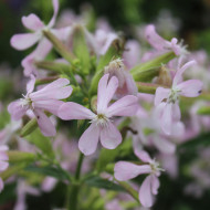 Saponaire officinale Graciella Pink