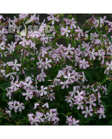 Saponaire officinale Graciella Pink