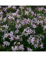 Saponaire de Montpellier - Saponaria ocymoides