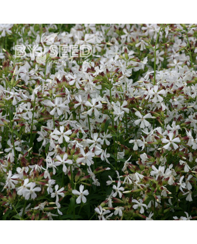 Saponaire officinale Graciella White