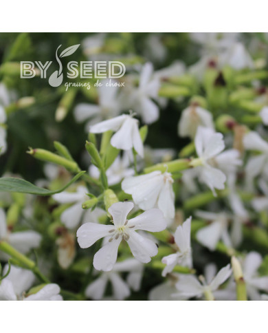 Saponaire officinale Graciella White
