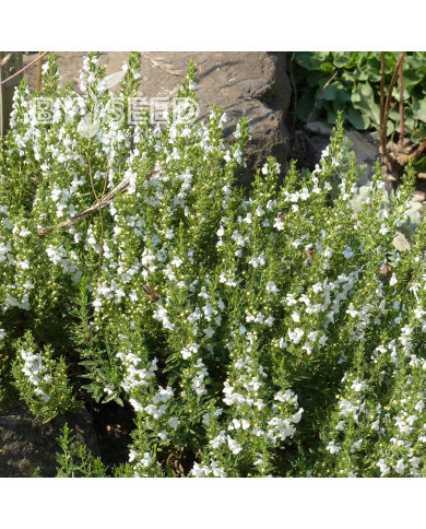 Sarriette vivace - Satureja montana