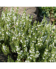 Sauge coccinea - Sauge du Texas écarlate