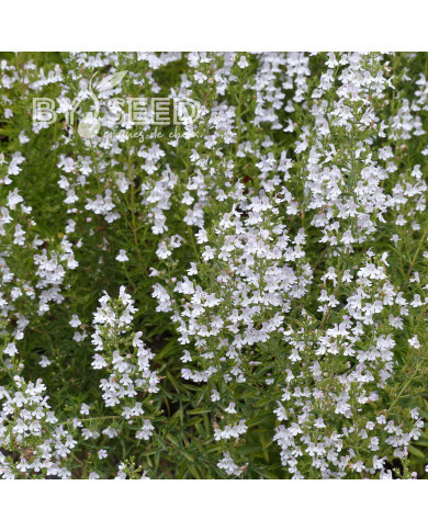 Sarriette vivace - Satureja montana