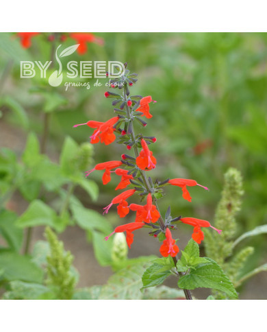 Sauge coccinea - Sauge du Texas écarlate