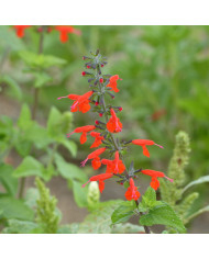 Sauge des Prés - Salvia pratensis (plante sauvage) BIO