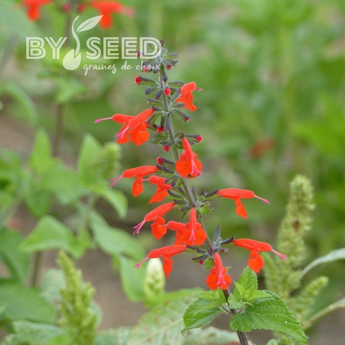 Sauge coccinea - Sauge du Texas écarlate