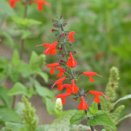 Sauge coccinea - Sauge du Texas écarlate