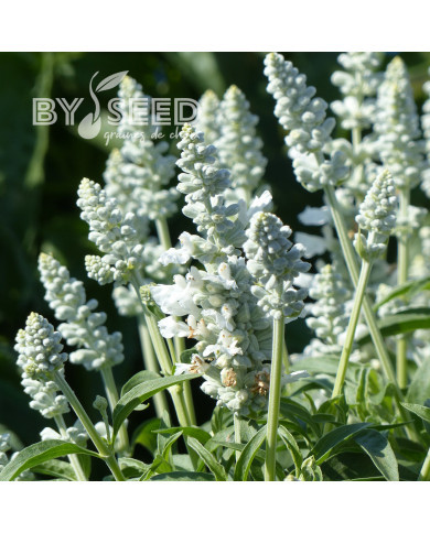Sauge farinacea Cirrus White