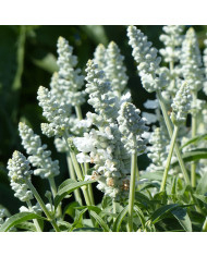 Sauge farinacea Fairy Queen