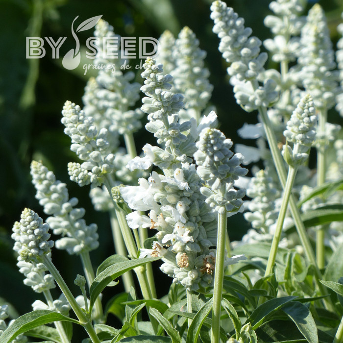 Sauge farinacea Cirrus White