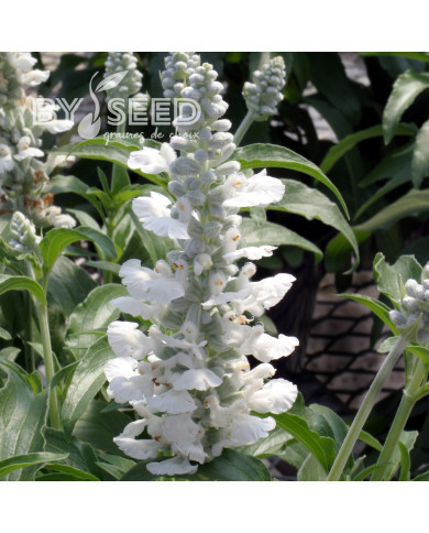 Sauge farinacea Cirrus White