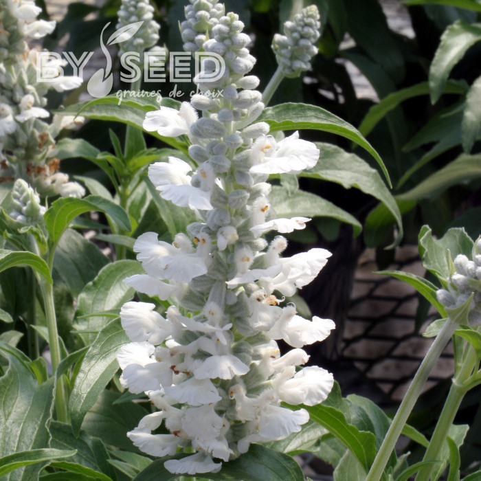 Sauge farinacea Cirrus White