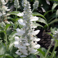 Sauge farinacea Cirrus White