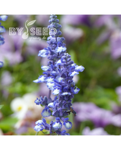 Sauge farinacea Fairy Queen