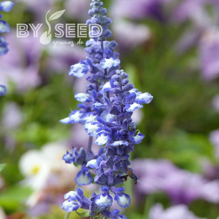 Sauge farinacea Fairy Queen