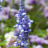 Sauge farinacea Fairy Queen