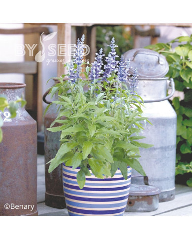 Sauge farinacea Fairy Queen