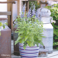 Sauge farinacea Fairy Queen